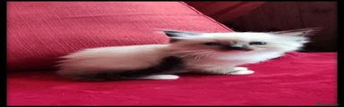 Ragdoll 7