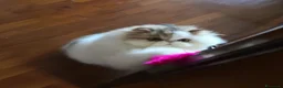 Persiano gatti in vendita: Cuccioli persiani  - Annuncio 9