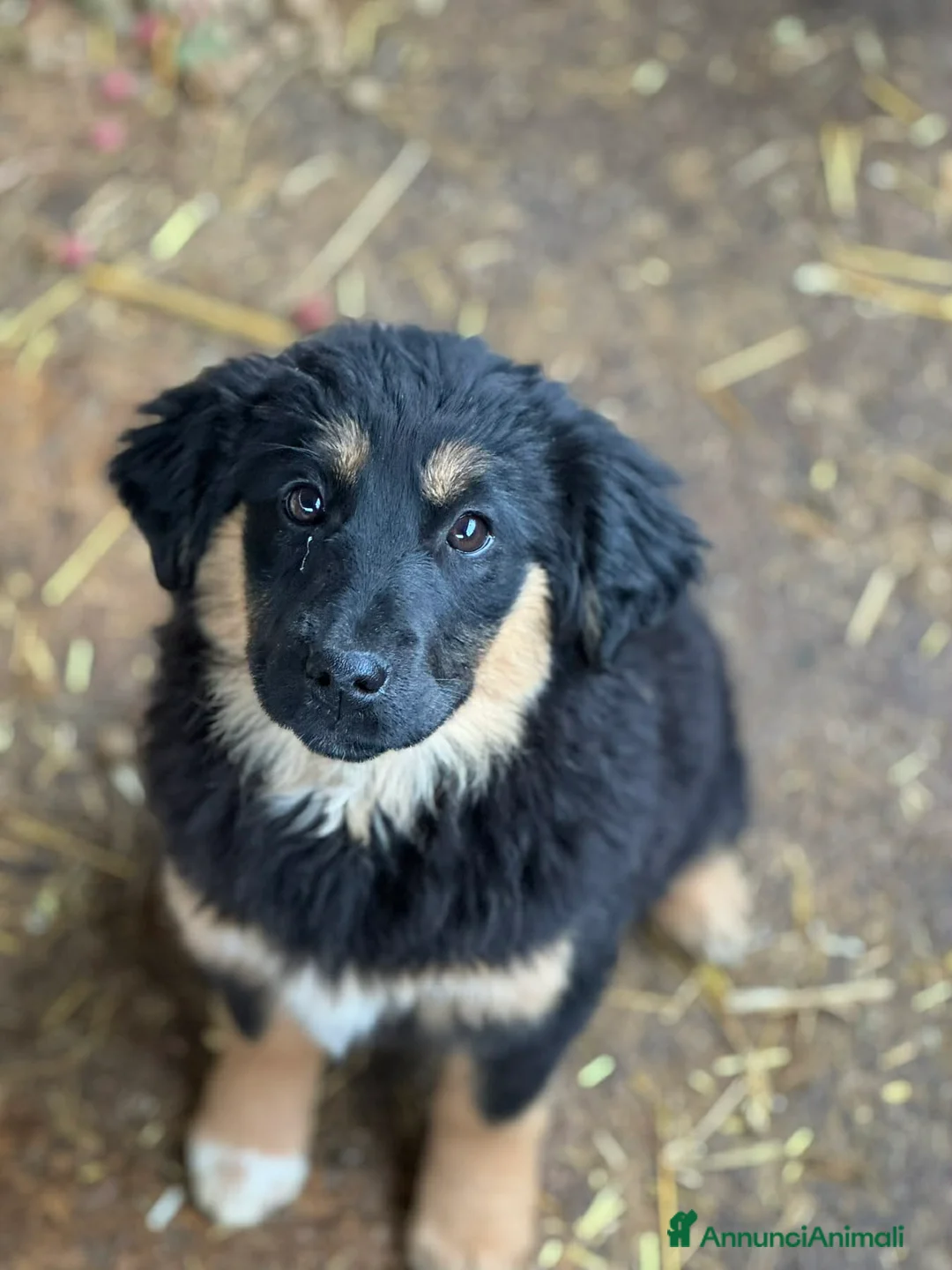 Meticcio cani in regalo: DIVA, cucciola pelosona super dolce! Tg MEDIA - Annuncio 7