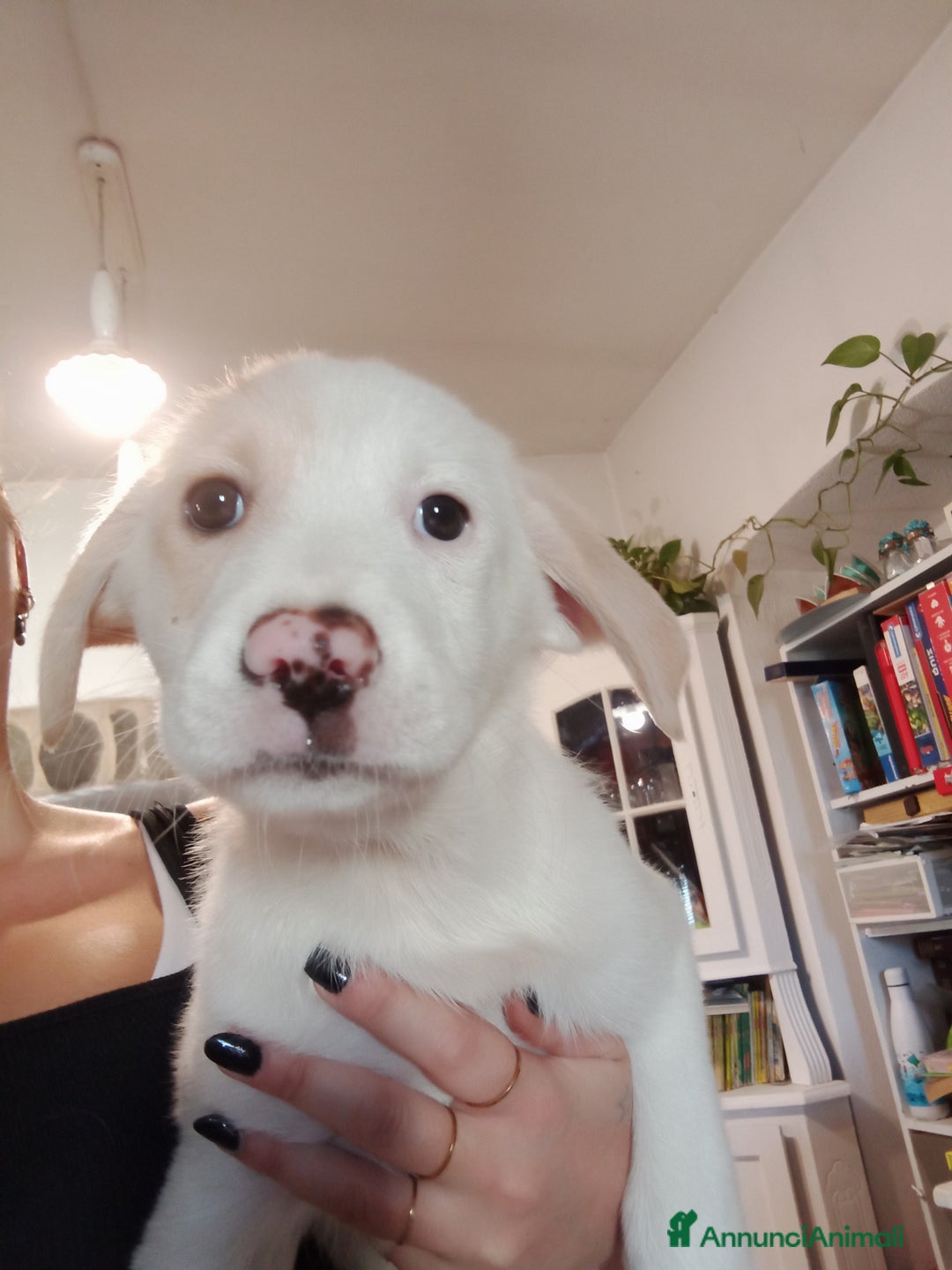 Altre razze cani in regalo: REGALO BELLISSIMI CUCCIOLE  - Annuncio 2