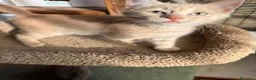 Meticcio gatti in regalo: Dolcissimo, 2 mesi circa  - Annuncio 4