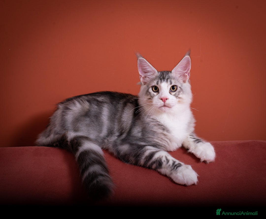 Maine Coon gatti in vendita: Un gattino maschio Mainemarie Etro  - Immagine 2