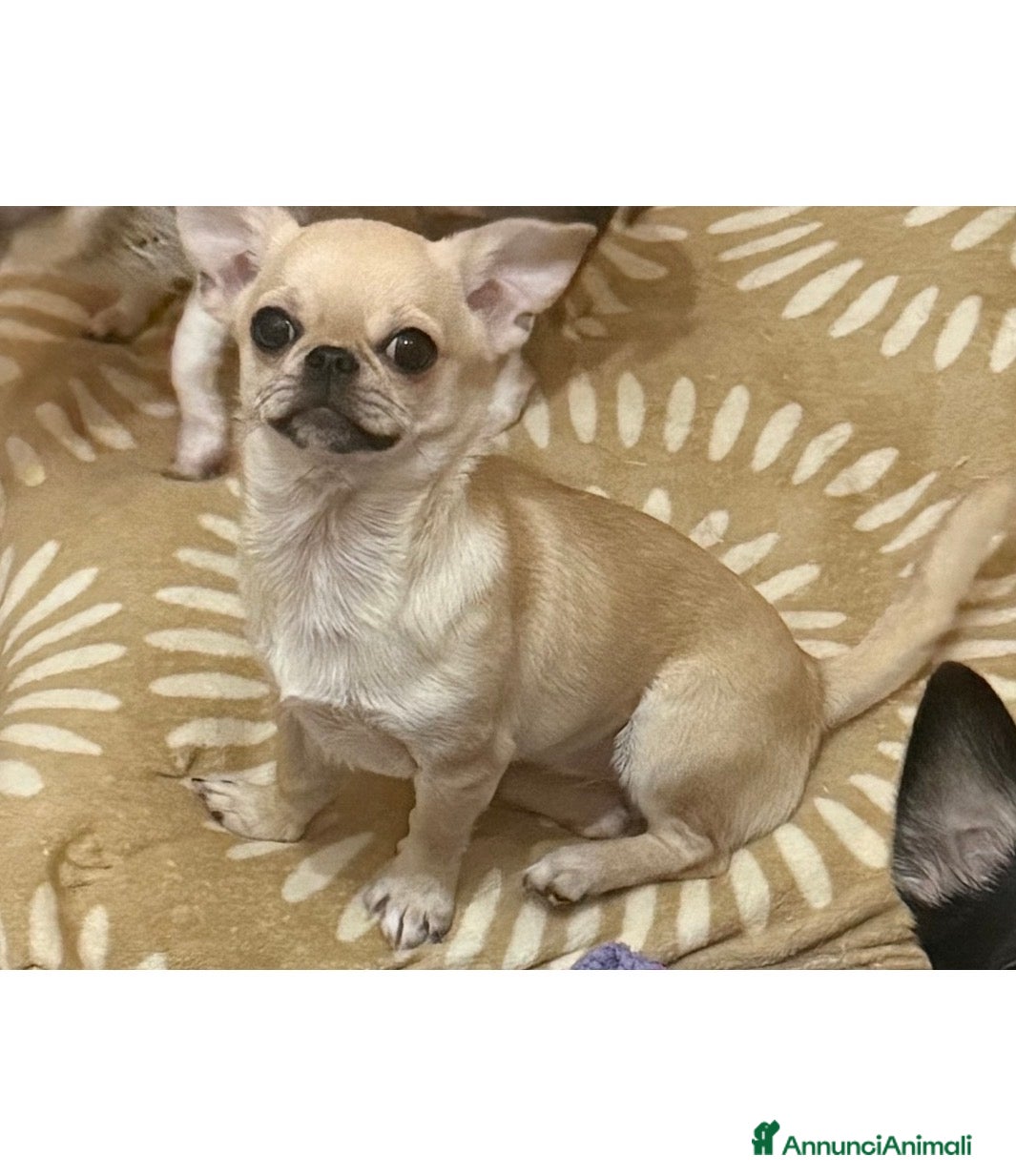 Chihuahua cani Chihuahua femminuccia  - Annuncio 2