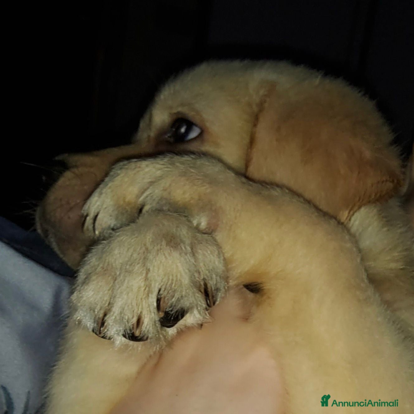 Labrador cani Labrador retriever cuccioli - Annuncio 5