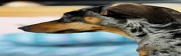 Bassotto cani per accoppiamento: Accoppiamento Bassotto Maschio - Annuncio 4