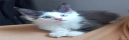 Maine Coon gatti in vendita: Maine coon occhi blu/impari a Provincia di Cremona - Annuncio 3