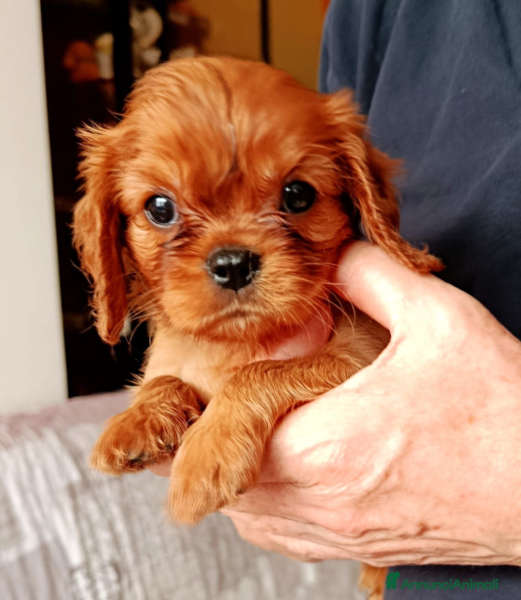 Cavalier King cani Cucciole Ruby di Cavalier king Charles Spaniel - Annuncio 23