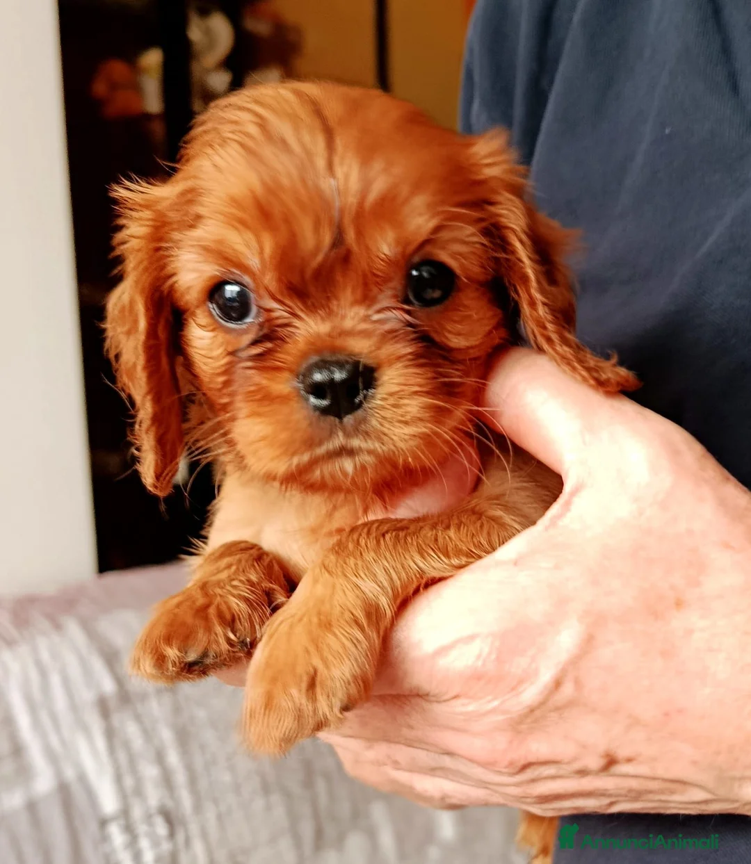 Cavalier King cani in vendita: Cucciole Ruby di Cavalier king Charles Spaniel - Annuncio 1