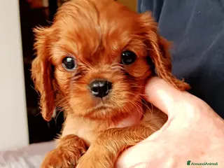 Cavalier King cani Cucciole Ruby di Cavalier king Charles Spaniel - Annuncio 4