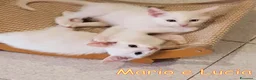 Europeo gatti in regalo: MARIO E LUCIA GATTINI DI DUE MESI CERCANO CASA a Città metropolitana di Roma Capitale - Annuncio 3