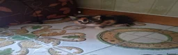 Europeo gatti in regalo: Si regalano cuccioli  - Annuncio 3