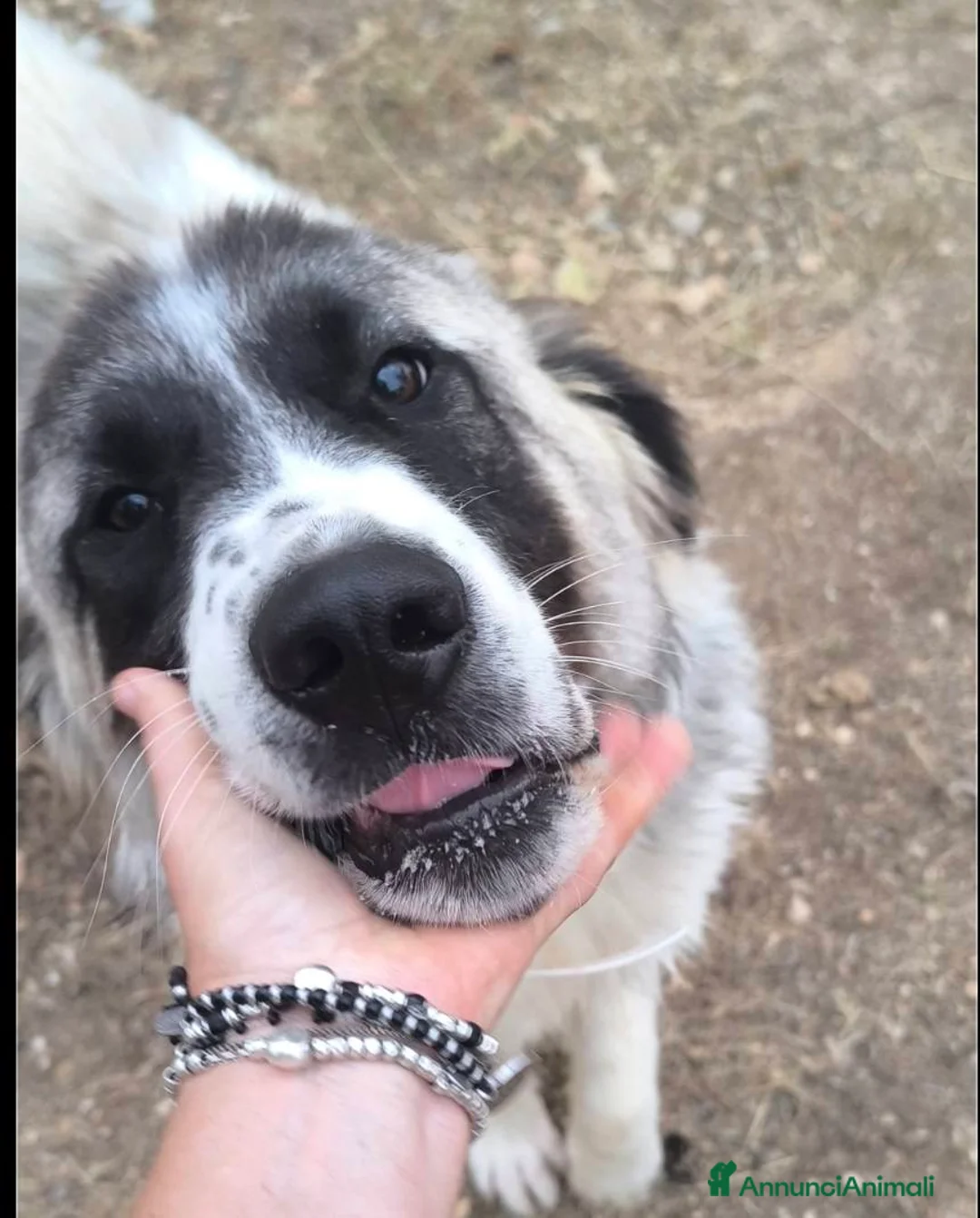 Meticcio cani in regalo: lilo tg grande buono educato affettuoso - Annuncio 4
