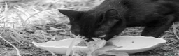 Europeo gatti in vendita: cuccioli gatto bellissimi cercano casa❤️ - Annuncio 5