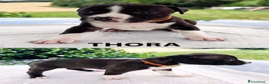 American Staffordshire 6