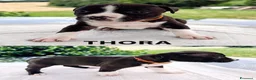 American Staffordshire cani in vendita: VENDO CUCCIOLI AMSTAFF - Annuncio 4