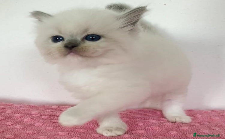 Ragdoll gatti a Città metropolitana di Milano - Annuncio 6