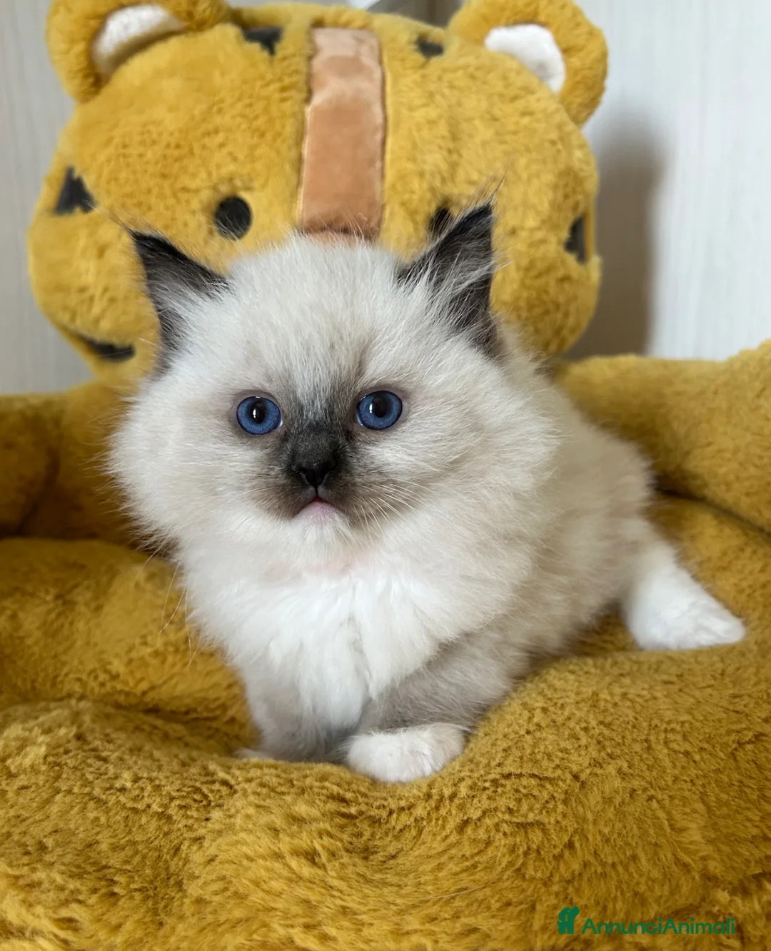 Ragdoll gatti in vendita: Ragdoll cuccioli seal mitted - Annuncio 2