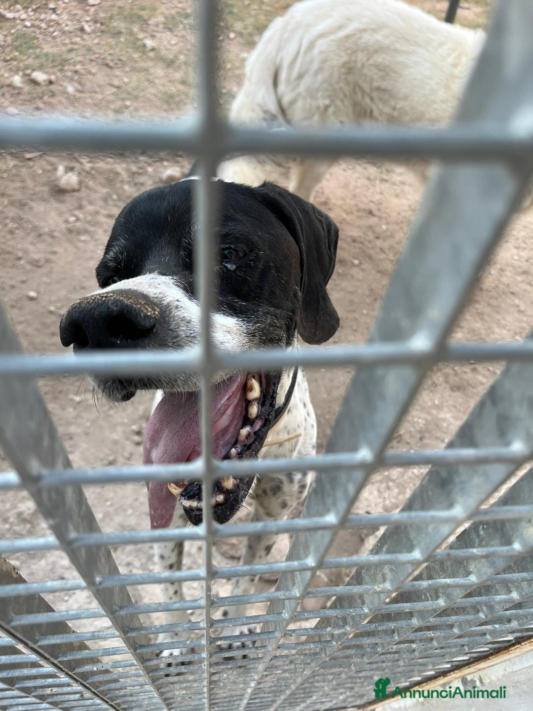 Pointer cani in regalo: DJANGO tenerissimo cane in adozione! - Annuncio 7