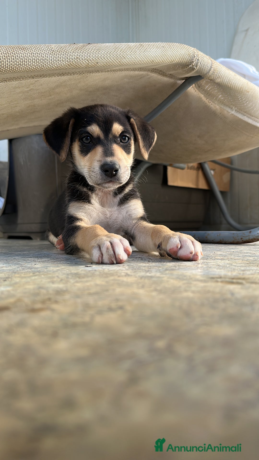 Meticcio cani in regalo: VASCO CERCA ADOZIONE - Annuncio 1