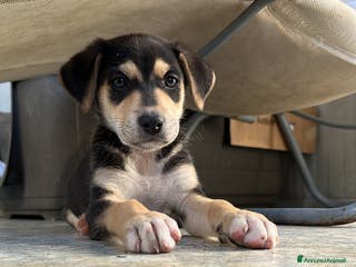 Meticcio cani in regalo: VASCO CERCA ADOZIONE - Annuncio 2