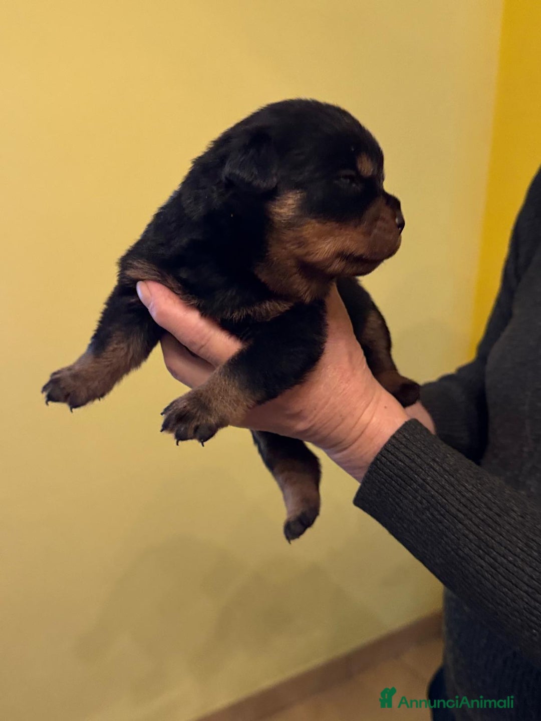 Rottweiler cani in vendita: Rottweiler - Annuncio 4