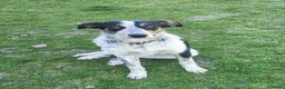 Meticcio cani in regalo: Kiki cerca casa - Annuncio 5