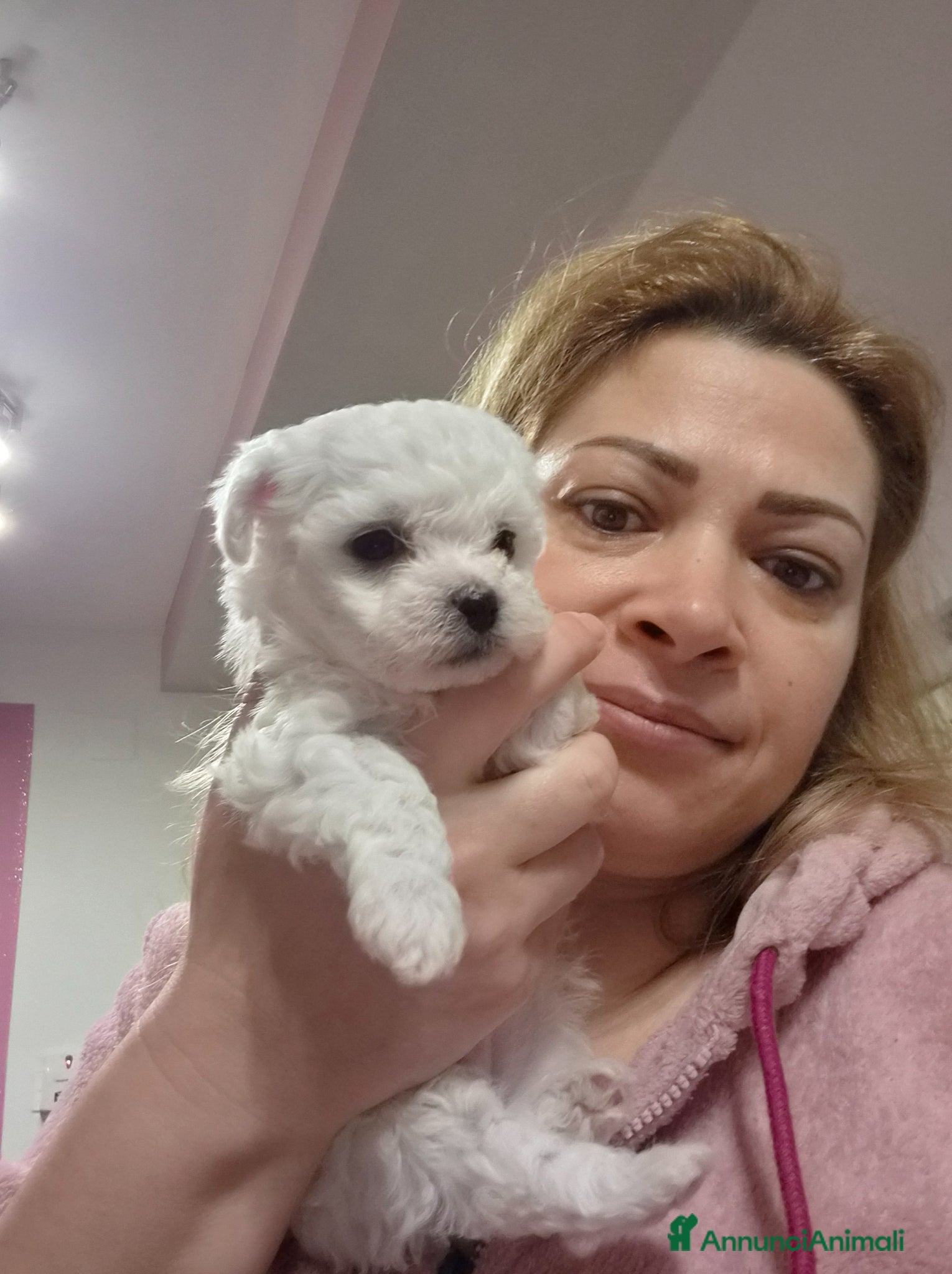 Maltese cani Cucciolo Femmina toy e maschio mini  - Annuncio 1