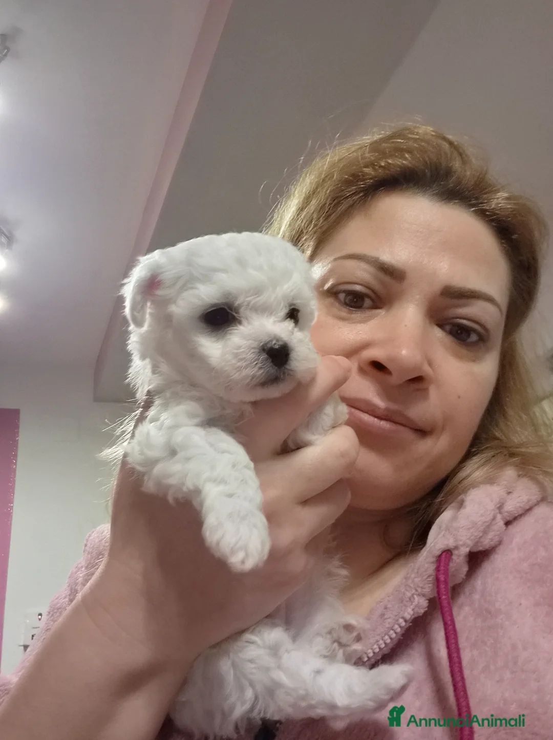 Maltese cani in vendita: Cucciolo Femmina toy e maschio mini  - Annuncio 1