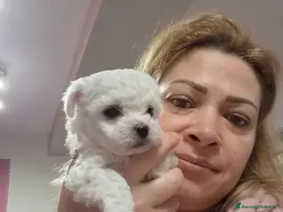 Maltese cani Cucciolo Femmina toy e maschio mini - Annuncio 1