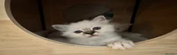 Sacro di Birmania gatti in vendita: Cuccioli Sacro di Birmania - Annuncio 2