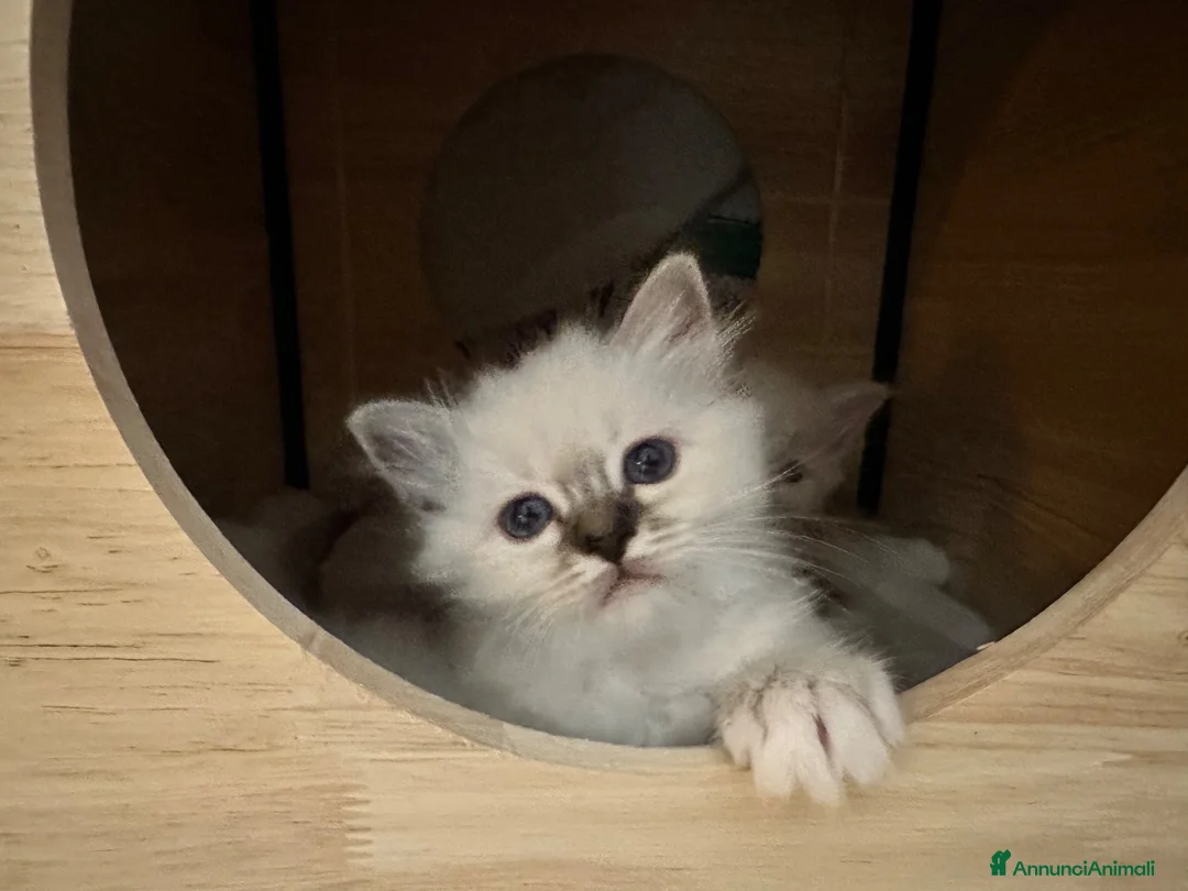 Sacro di Birmania gatti in vendita: Cuccioli Sacro di Birmania - Annuncio 2