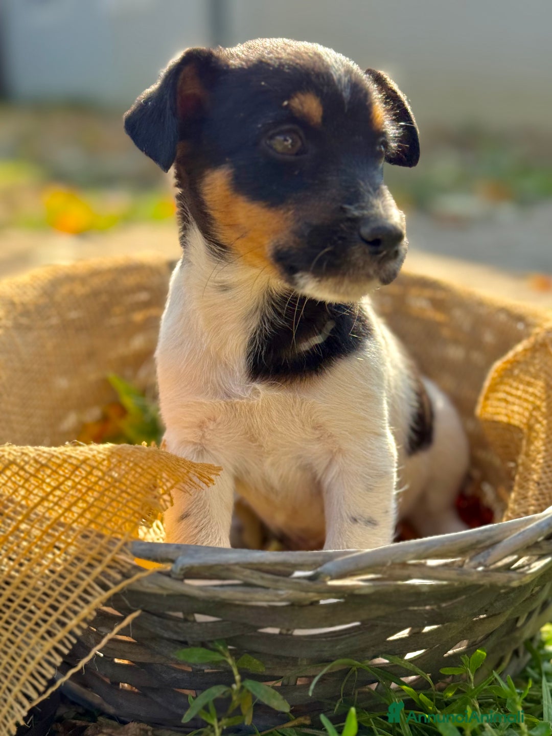 Jack Russell cani in vendita: Cuccioli jack Russell  - Annuncio 2