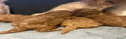 Barboncino Toy cani in vendita: Barboncino Toy rosso  a Città Metropolitana di Venezia - Annuncio 29