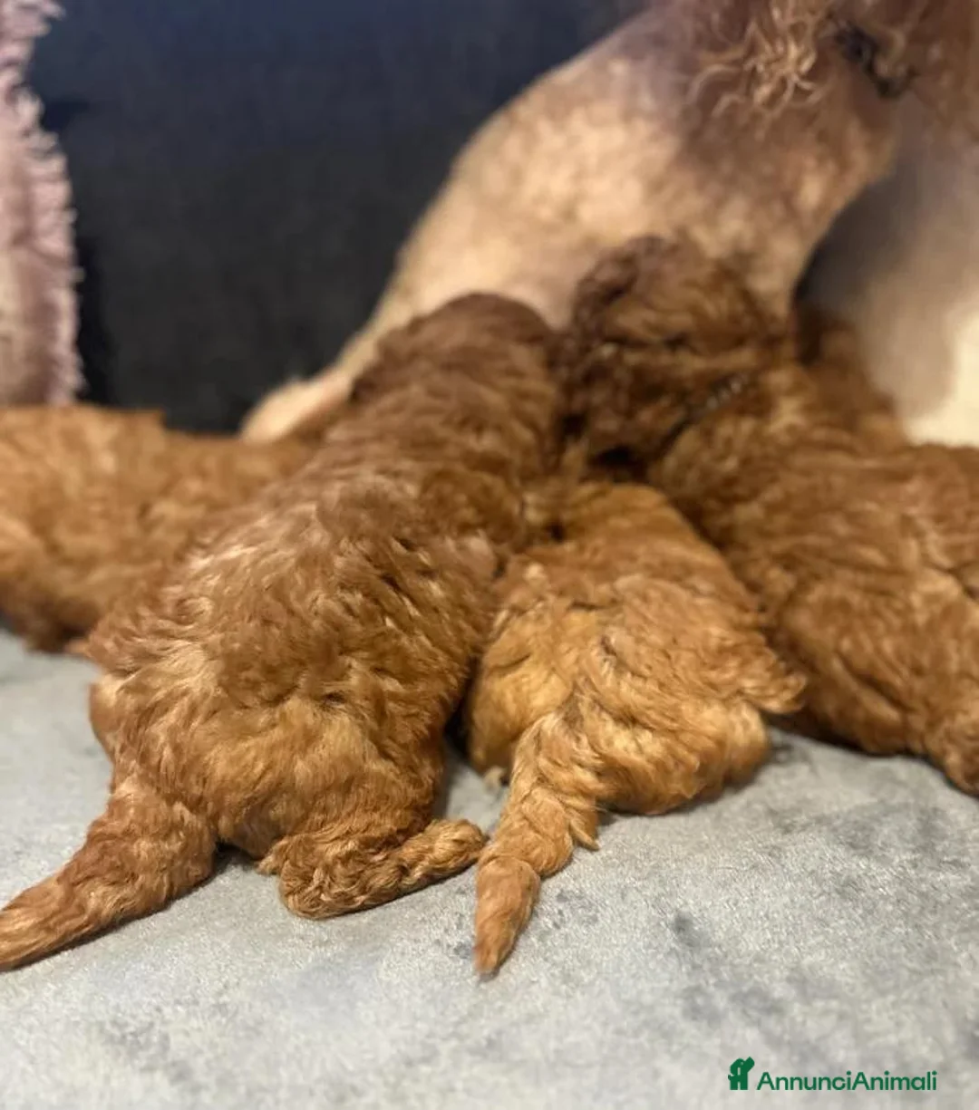 Barboncino Toy cani in vendita: Barboncino Toy rosso  a Città Metropolitana di Venezia - Annuncio 29