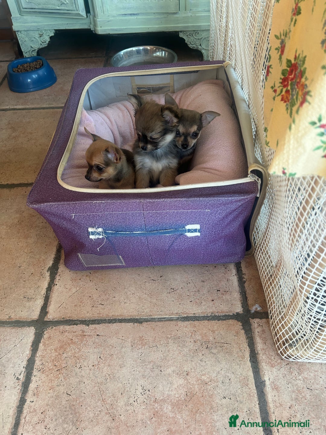 Chihuahua cani in vendita: Tre Cuccioli femmine - Annuncio 3
