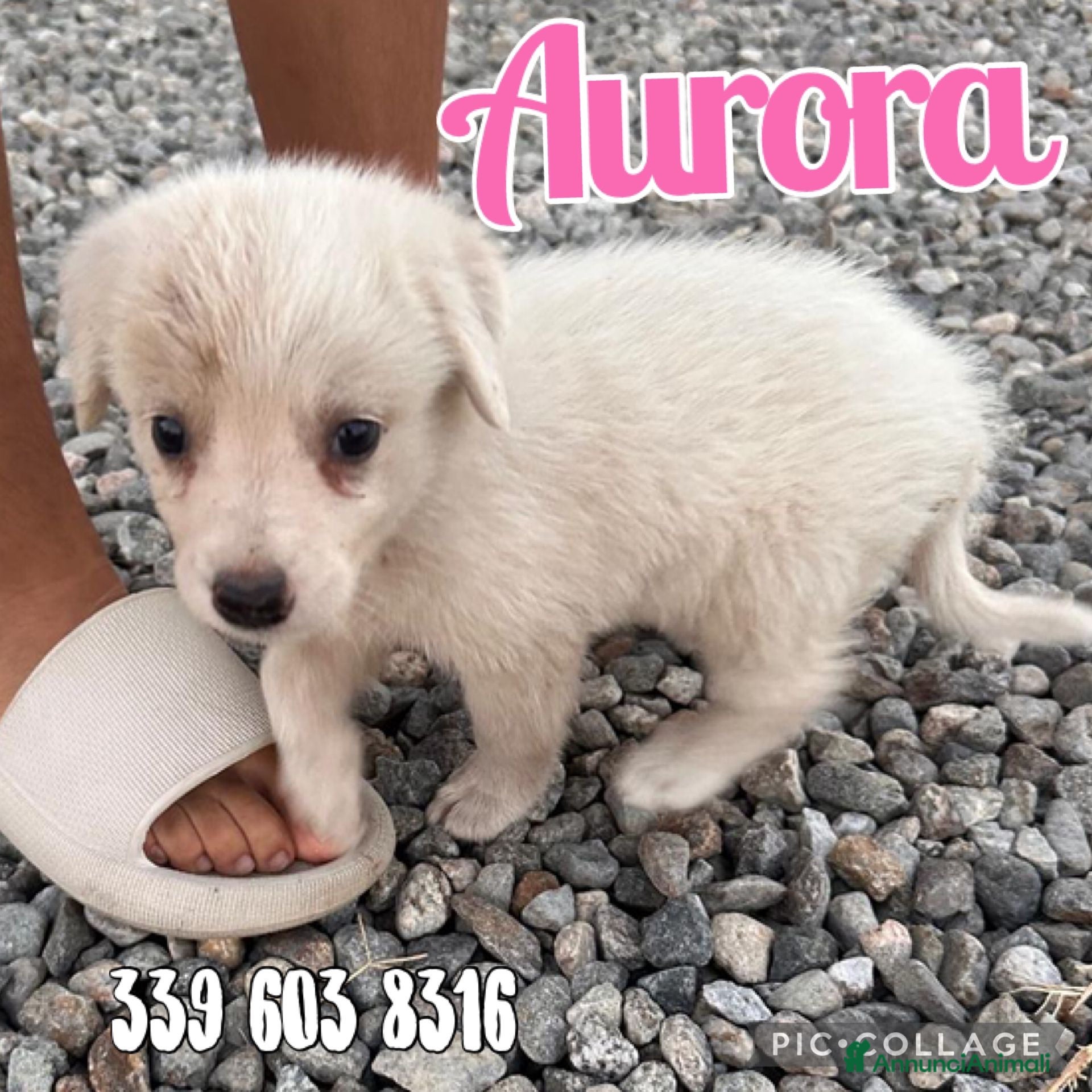 Meticcio cani AURORA 🩷 UN BATUFFOLO DI CORAGGIO - Annuncio 12