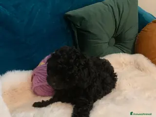Barboncino cani Barboncininnani neri - Annuncio 5