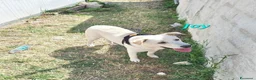 Meticcio cani in regalo: Joy stupendo cucciolo in attesa di una famiglia - Annuncio 3