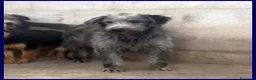 Meticcio cani in regalo: MAGOGO un bel timidino - Annuncio 6