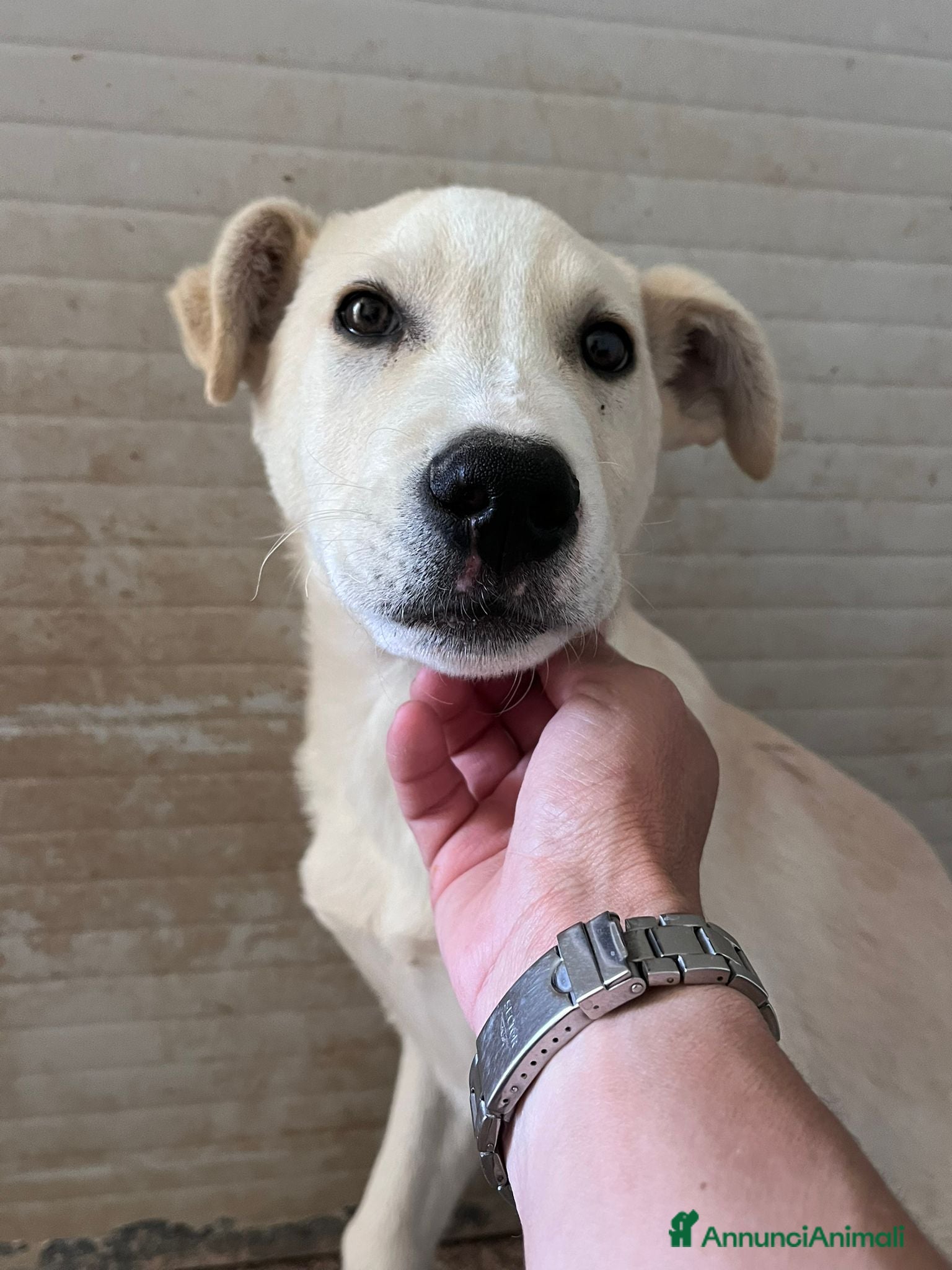 Meticcio cani Cucciolo 3 mesi - Annuncio 1