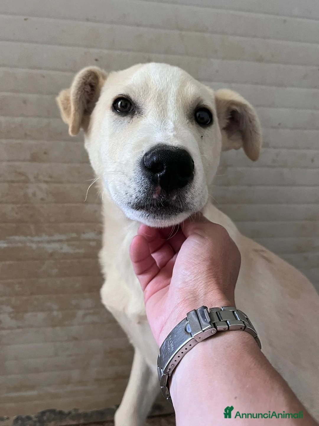 Meticcio cani in regalo: Cucciolo 3 mesi - Annuncio 1