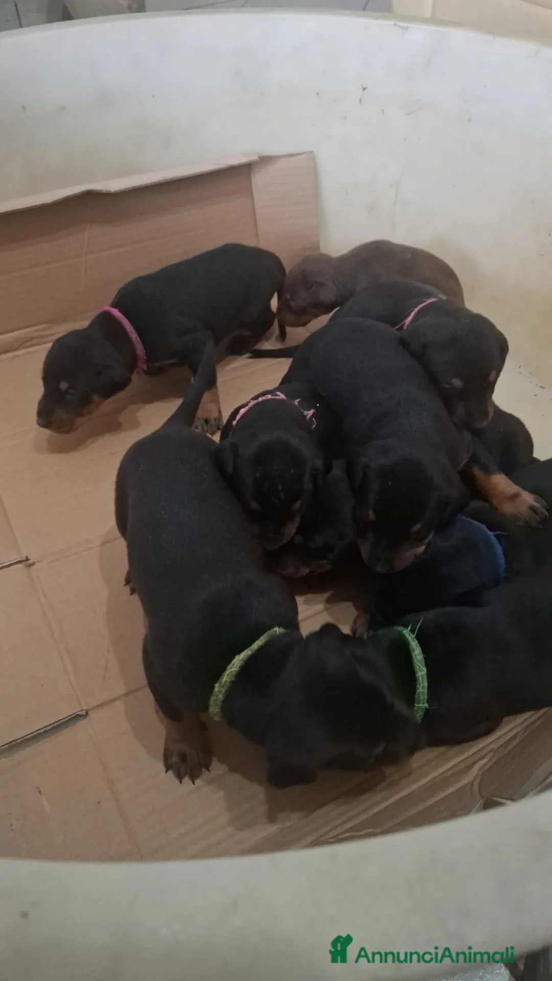 Dobermann cani in vendita: Cuccioli di dobermann  - Annuncio 11