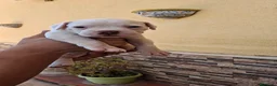 Bulldog cani in vendita: Cuccioli di bulldog americano  a Libero consorzio comunale di Agrigento - Annuncio 13