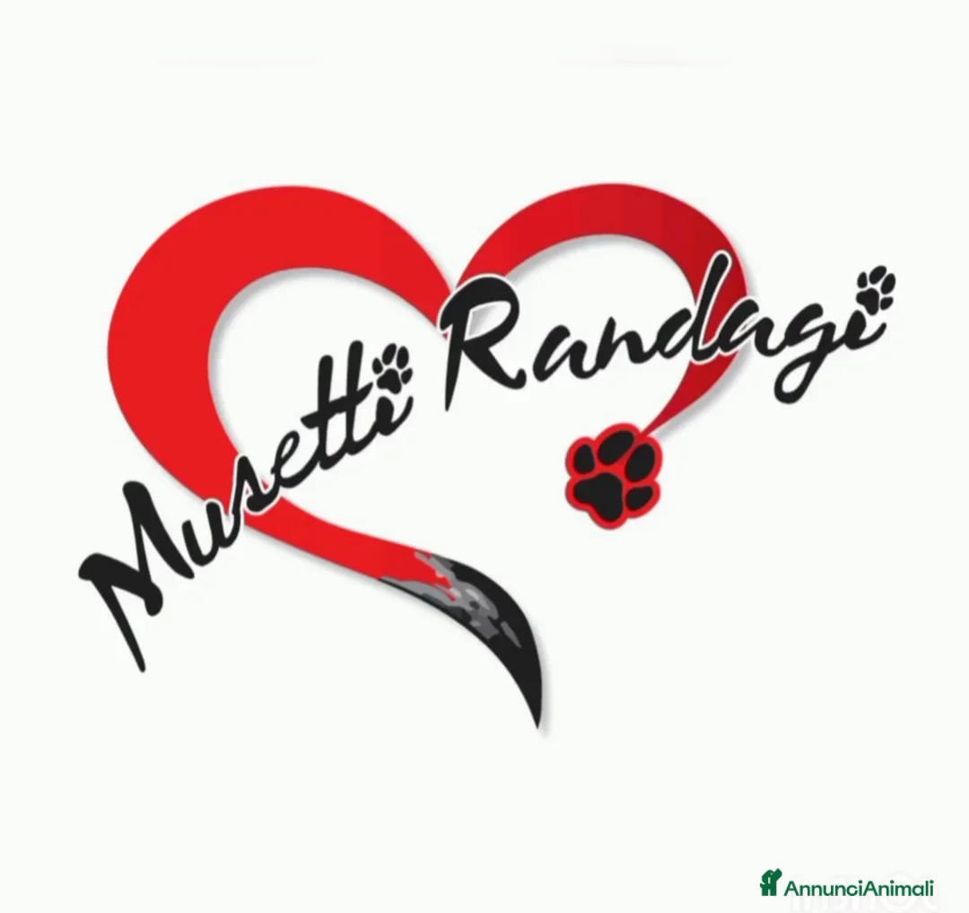 Meticcio cani in regalo: Dolce Vicky cerca casa a Città Metropolitana di Bologna - Annuncio 2