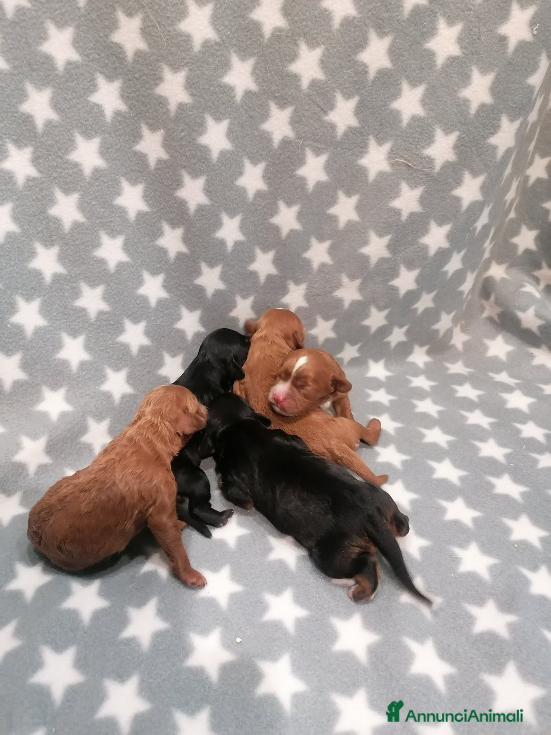 Meticcio cani in vendita: Cavapoo cuccioli - Annuncio 2