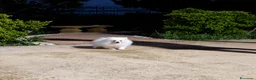 Volpino Pomerania cani in vendita: Dolcissimo maschietto di Pomerania con pedigree  a Provincia di Salerno - Annuncio 3