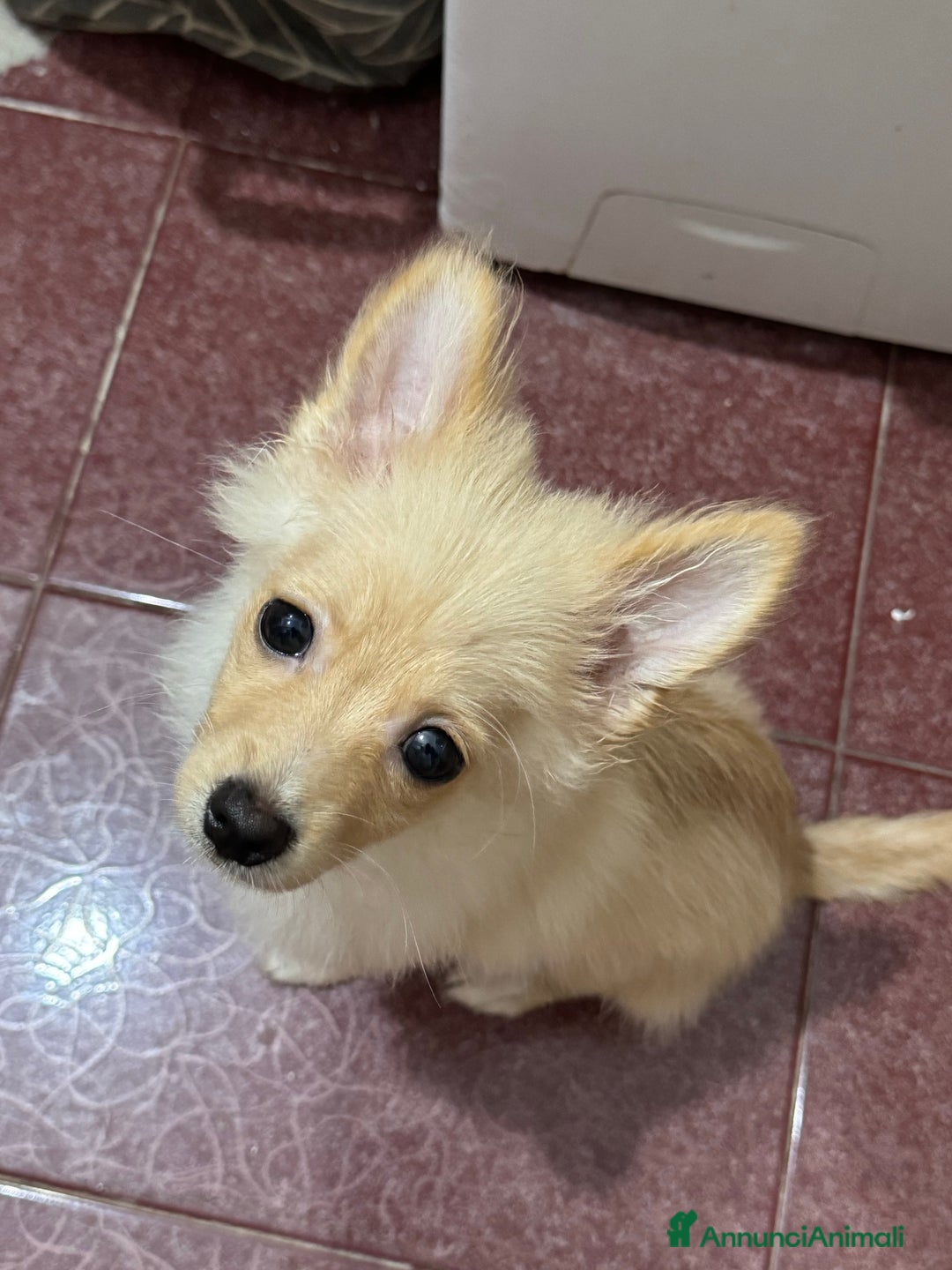 Volpino Pomerania cani in vendita: Volpino di Pomerania  - Annuncio 2