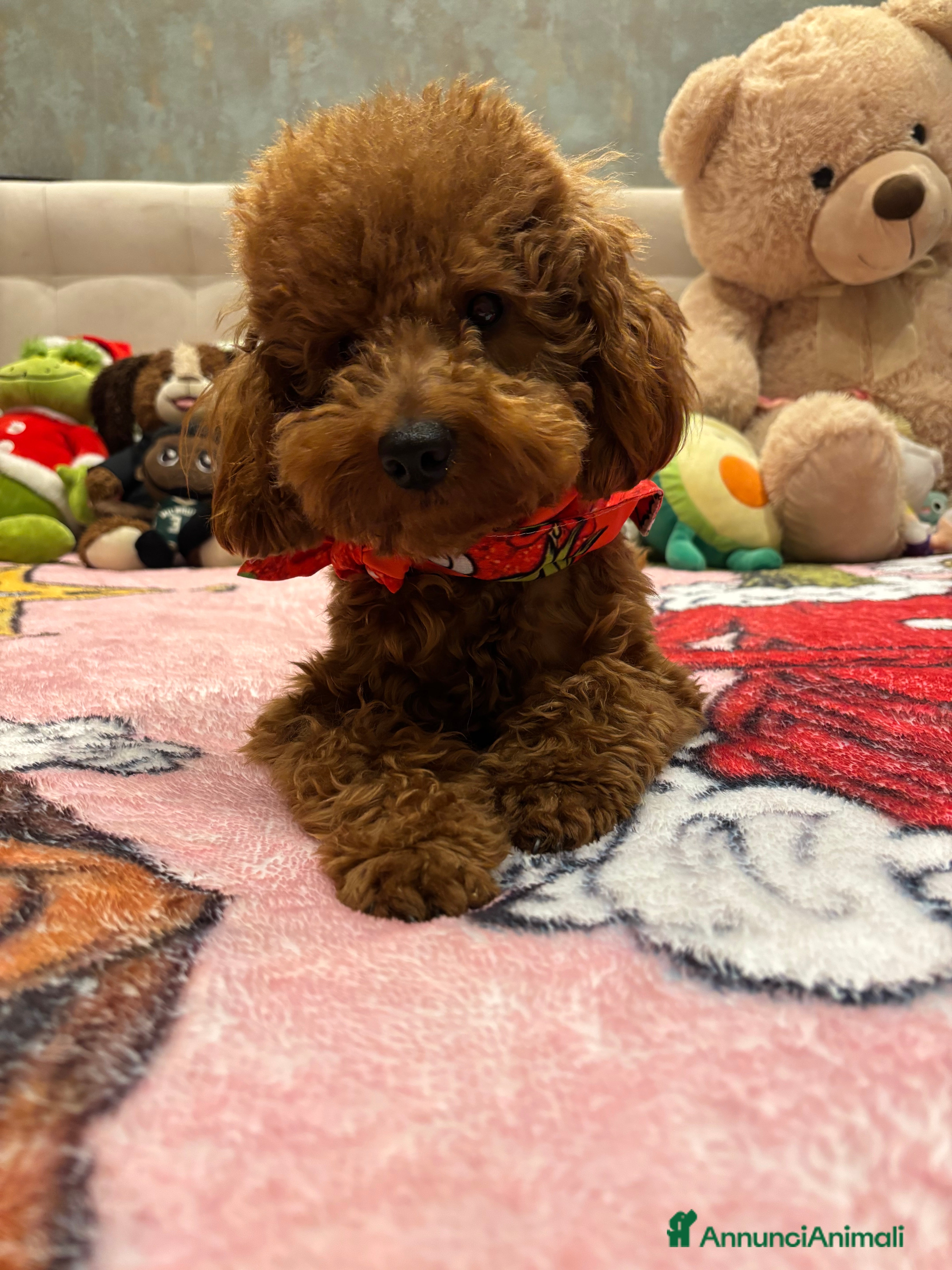 Barboncino cani Barboncino Nano cerca fidanzata milano - Annuncio 27