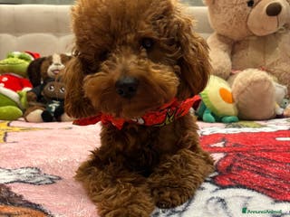 Barboncino cani Barboncino Nano cerca fidanzata milano - Annuncio 3