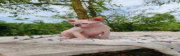 Sphynx gatti in vendita: Disponibili splendidi cuccioli di Sphynx ✨ - Annuncio 8